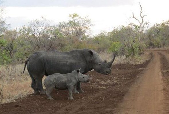 Smartphone app helps fight poachers in northern Kenya