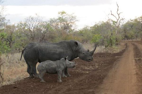 Smartphone app helps fight poachers in northern Kenya