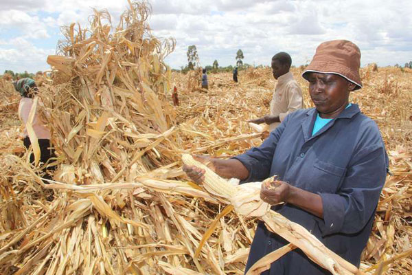 World Bank sees good yields in crop insurance