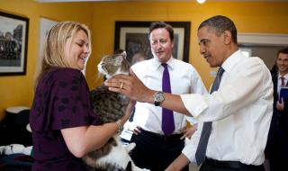 Meet Larry the Cat, Chief Mouser to the Cabinet of the United Kingdom